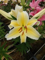 [4501 PO89 LUN 4239 No02.JPG]